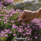 Wild Thyme – 250 Seeds