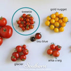 Sweetie Tomato – 50 Seeds