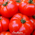 VR Moscow Tomato – 50 Seeds