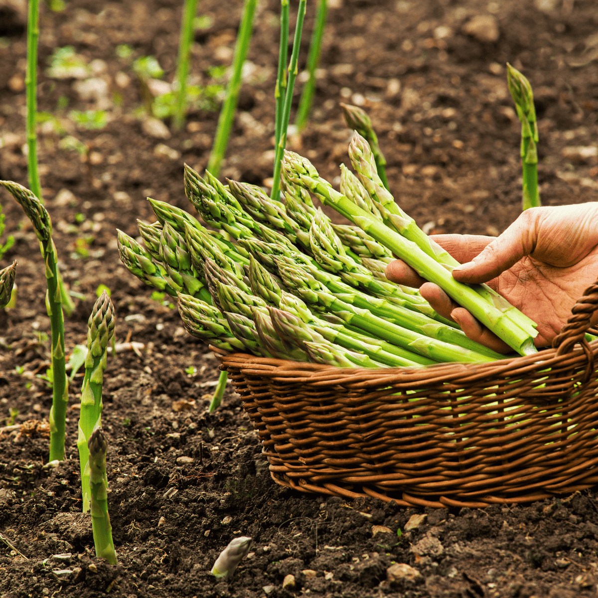 UC157 F2 Asparagus – 50 Seeds