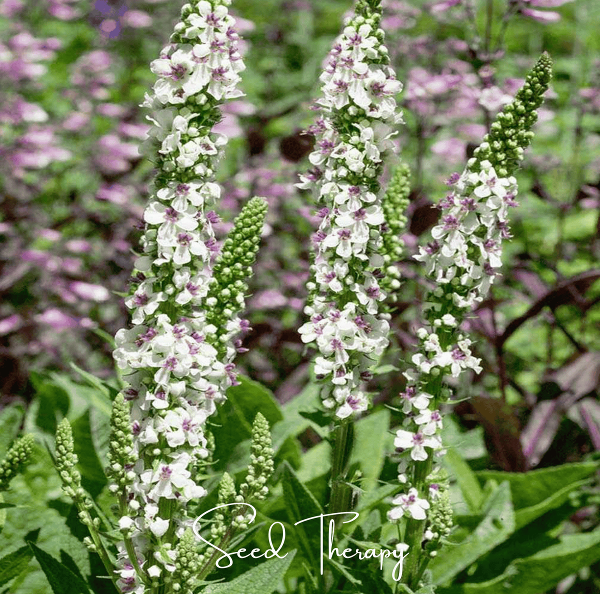 Wedding Candles Verbascum – 50 Seeds
