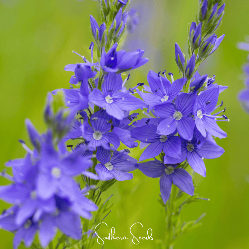 Royal Blue Veronica Speedwell – 50 Seeds