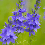 Royal Blue Veronica Speedwell – 50 Seeds