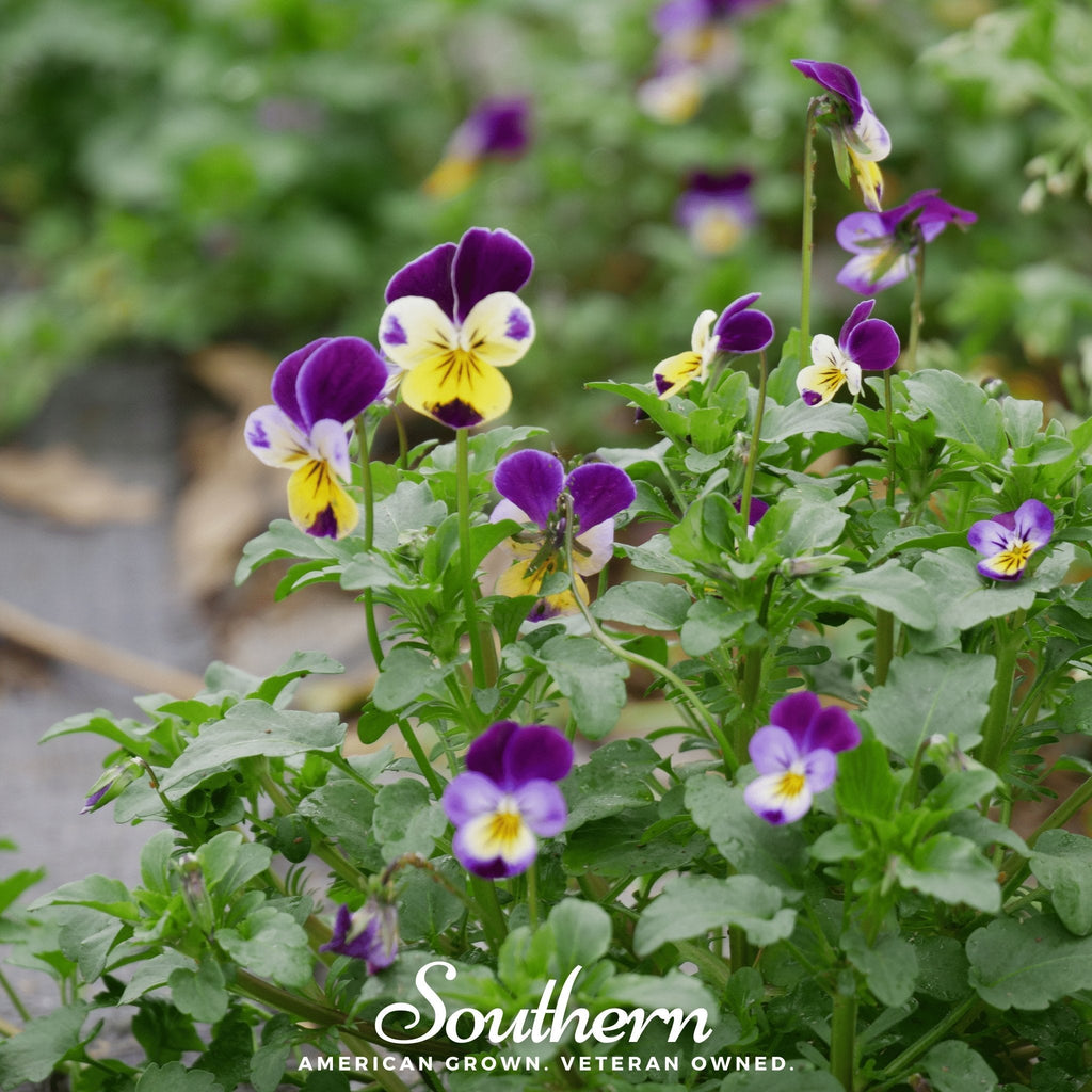 Johnny Jump Up Viola – 200 Seeds