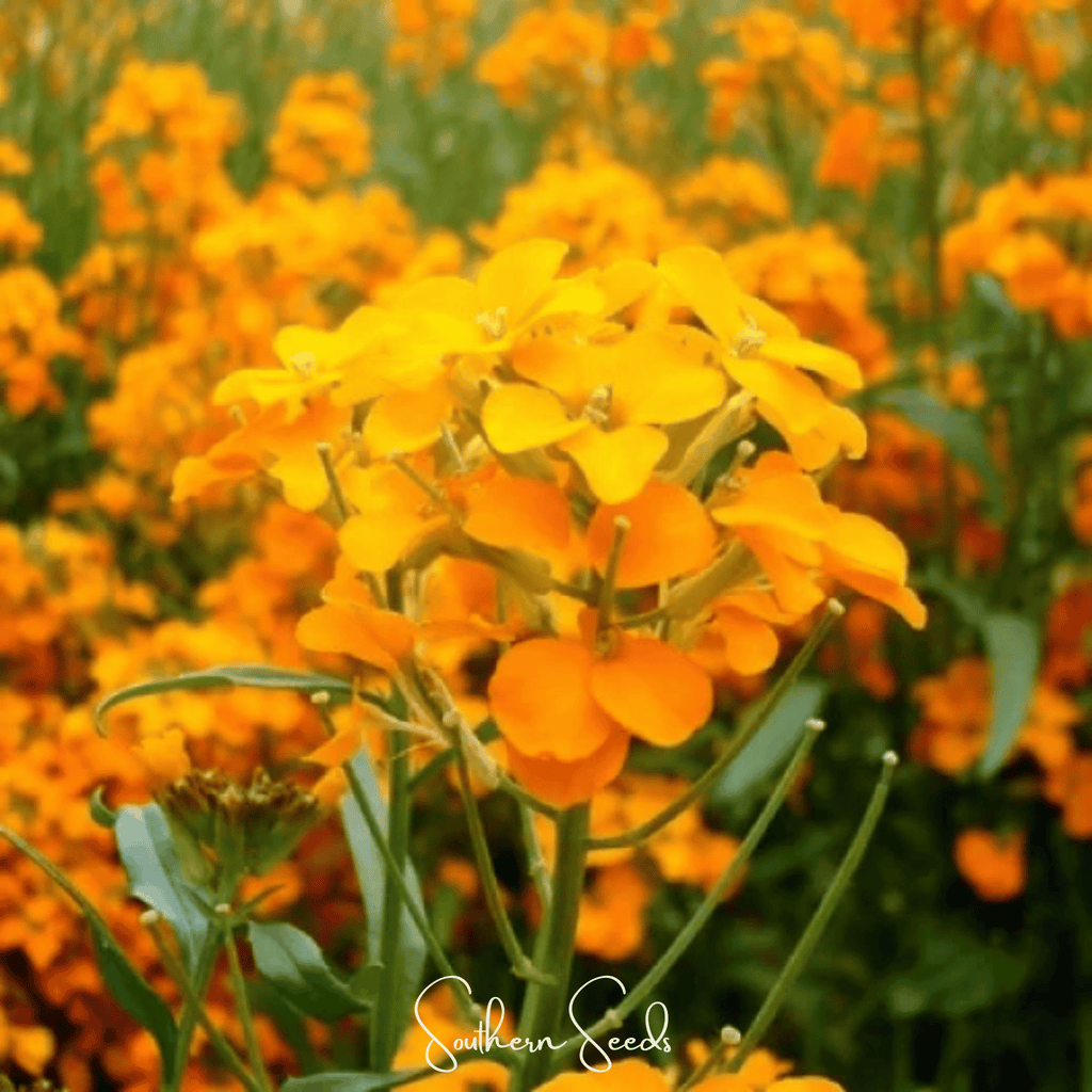 Siberian Wallflower – 250 Seeds