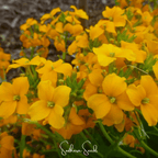 Siberian Wallflower – 250 Seeds