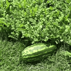 Congo Watermelon – 25 Seeds