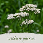 Salt & Clay Wildflower Bundle | Tall & Short Mini Mixes | Prairie Legacy Inc.