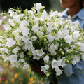 White Canterbury Bells – 100 Seeds