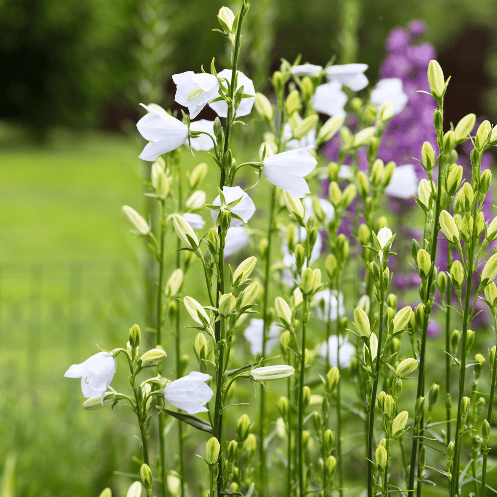 White Canterbury Bells – 100 Seeds
