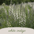 Deer & Rabbit Resistent Wildflower Bundle | Tall & Short Mini Mixes | Prairie Legacy Inc.