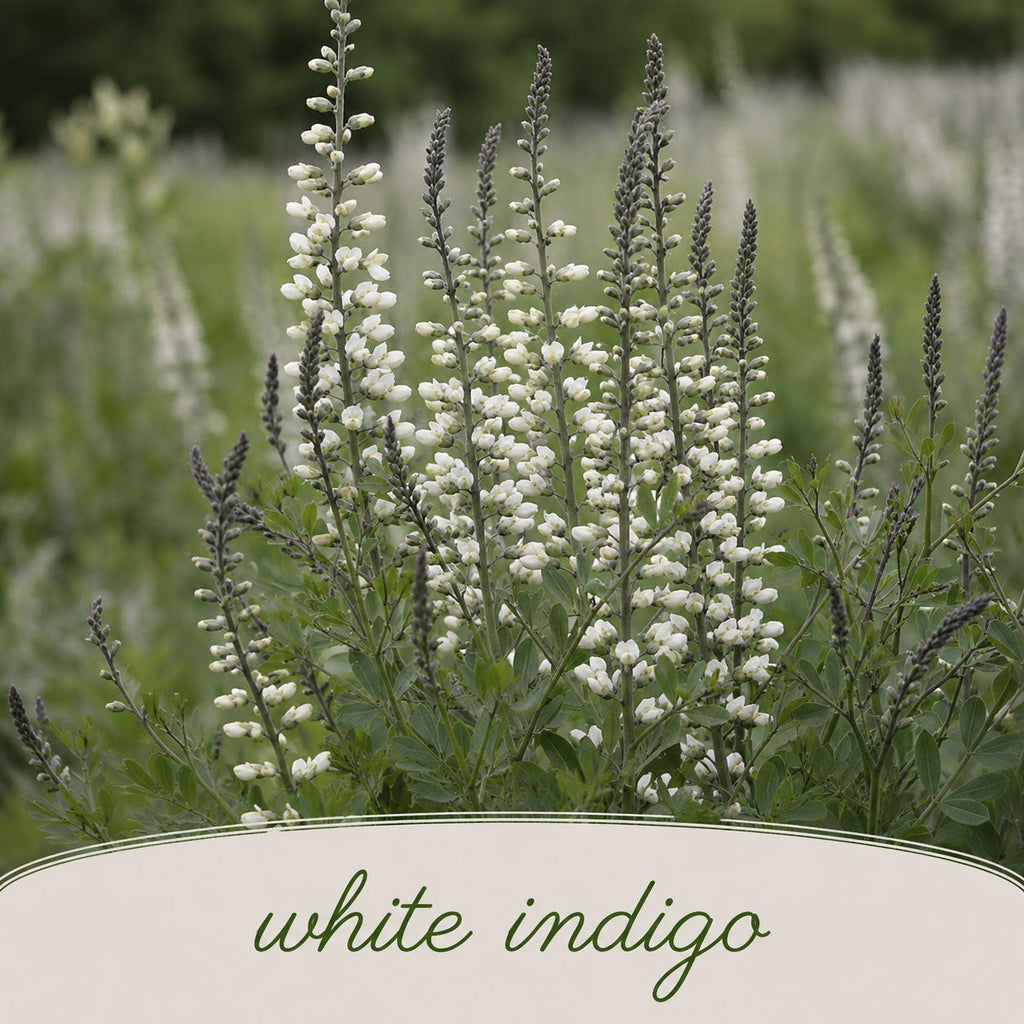 Backyard Bird Wildflower XL Bundle | Tall & Short Mini Mixes and Backyard Bird Buffet  | Prairie Legacy Inc.