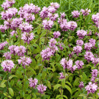 Wild Bergamot Bee Balm (Mintleaf) – 100 Seeds