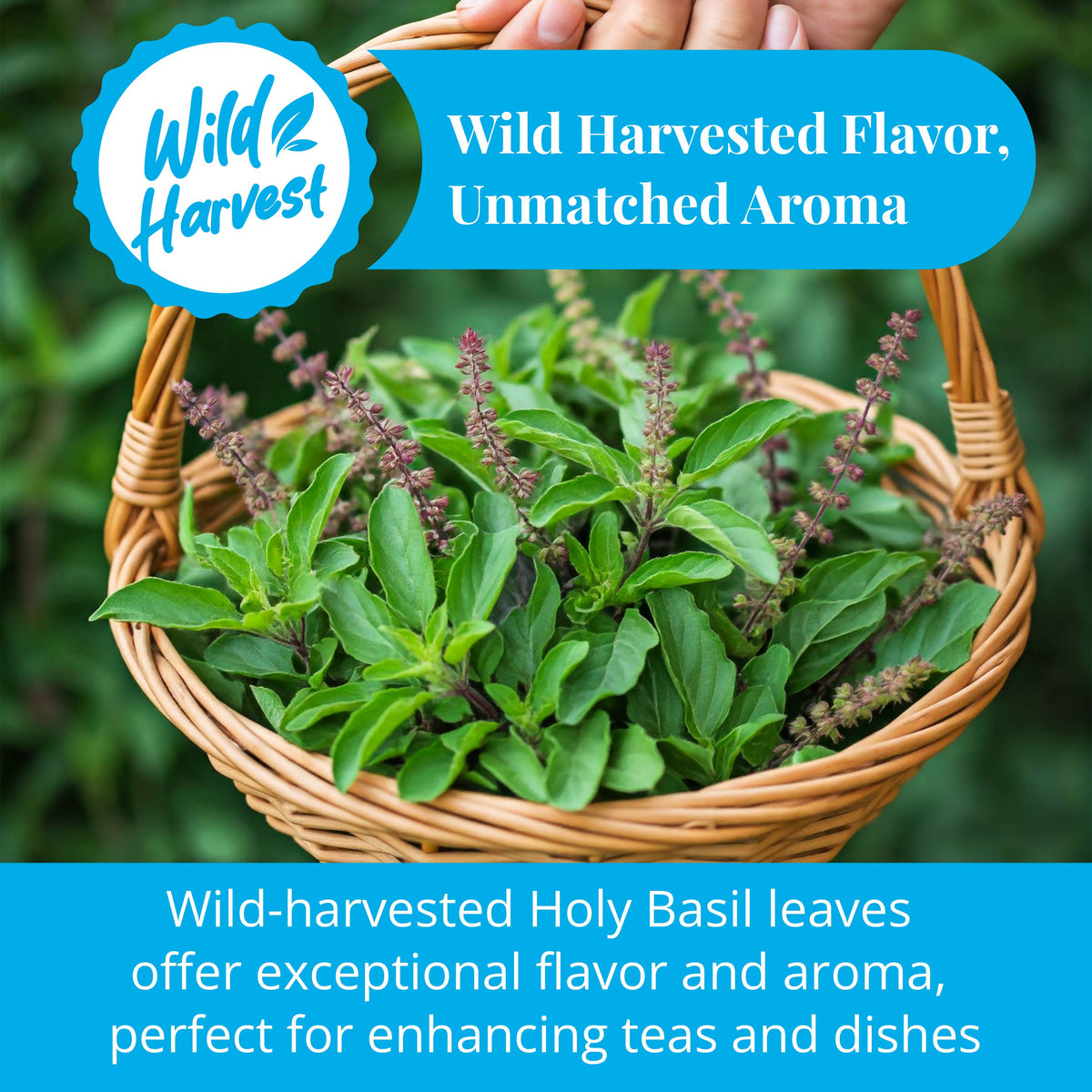 Akshit Holy Basil Leaves, Naturally Dried Leaves, 100% Pure Holy Basil (Tulsi) Tea , No Caffeine, No Additives, Vegan - 2.6oz