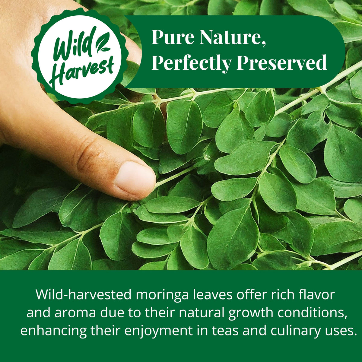 Dried Moringa Leaves 2.6 oz – Loose Leaf Herbal Tea | Akshit