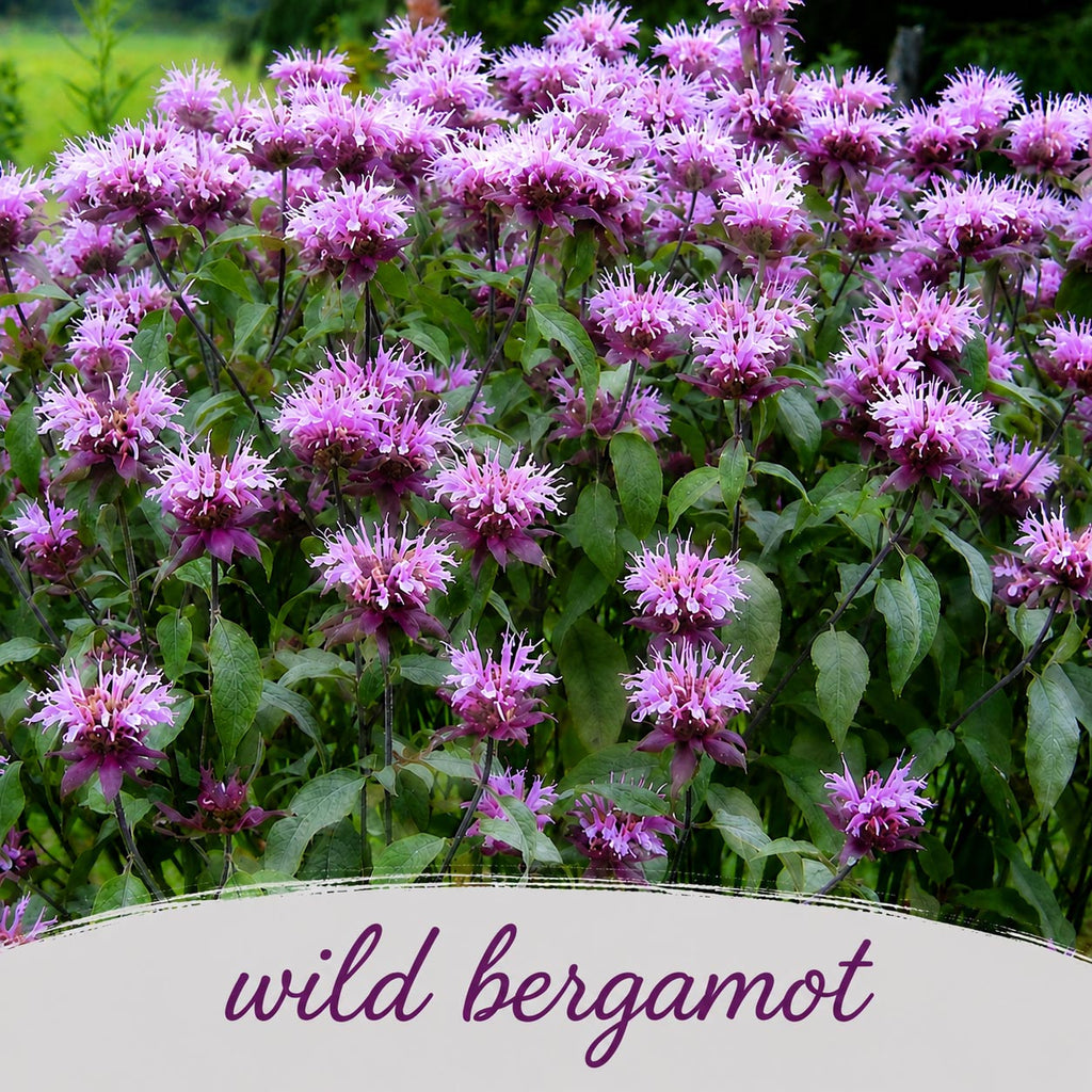 Deer & Rabbit Resistent Wildflower Bundle | Tall & Short Mini Mixes | Prairie Legacy Inc.