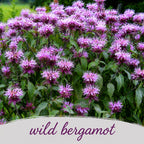 Deer & Rabbit Resistent Wildflower Bundle | Tall & Short Mini Mixes | Prairie Legacy Inc.