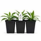 Rain Garden Live Plant Landscape Kit | Prairie Legacy Inc.
