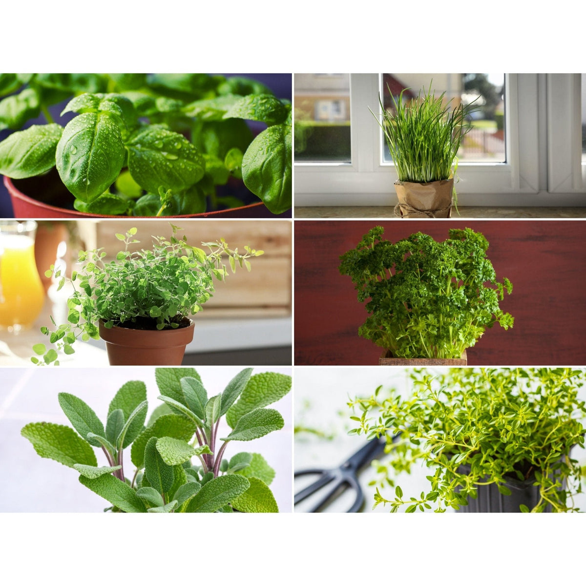 Windowsill Herb Seed Collection – 6 Culinary Herbs