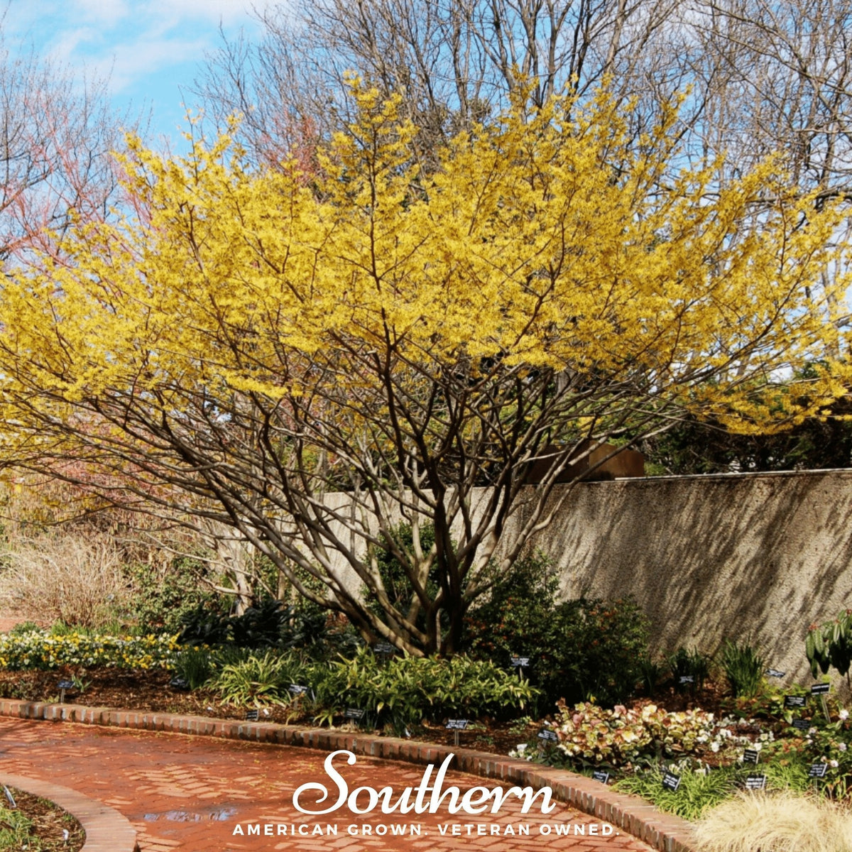 Witch Hazel – 5 Seeds