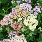 Colorado Yarrow Mix – 50 Seeds