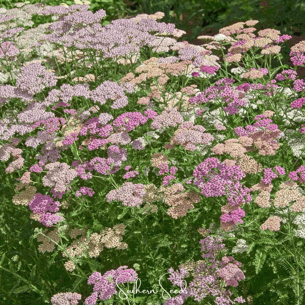 Colorado Yarrow Mix – 50 Seeds