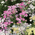 Colorado Yarrow Mix – 50 Seeds