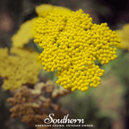 Golden Parker Yarrow – 100 Seeds