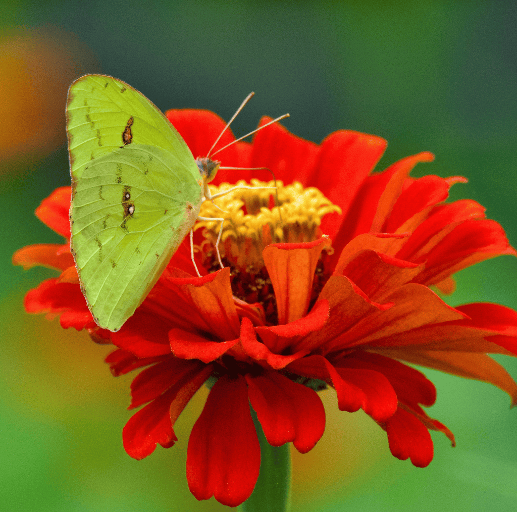Meteor Zinnia – 100 Seeds