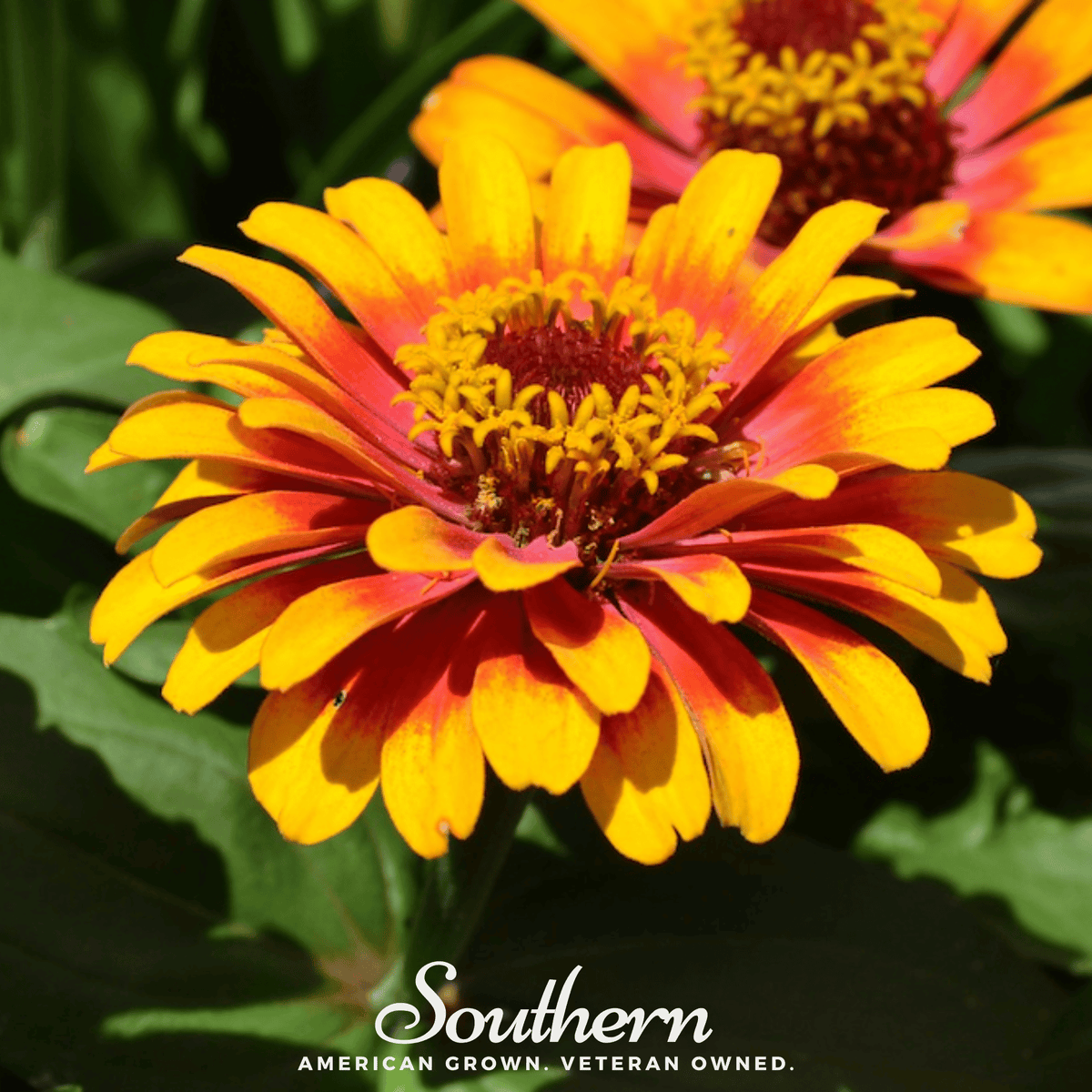 Sombrero Zinnia – 50 Seeds